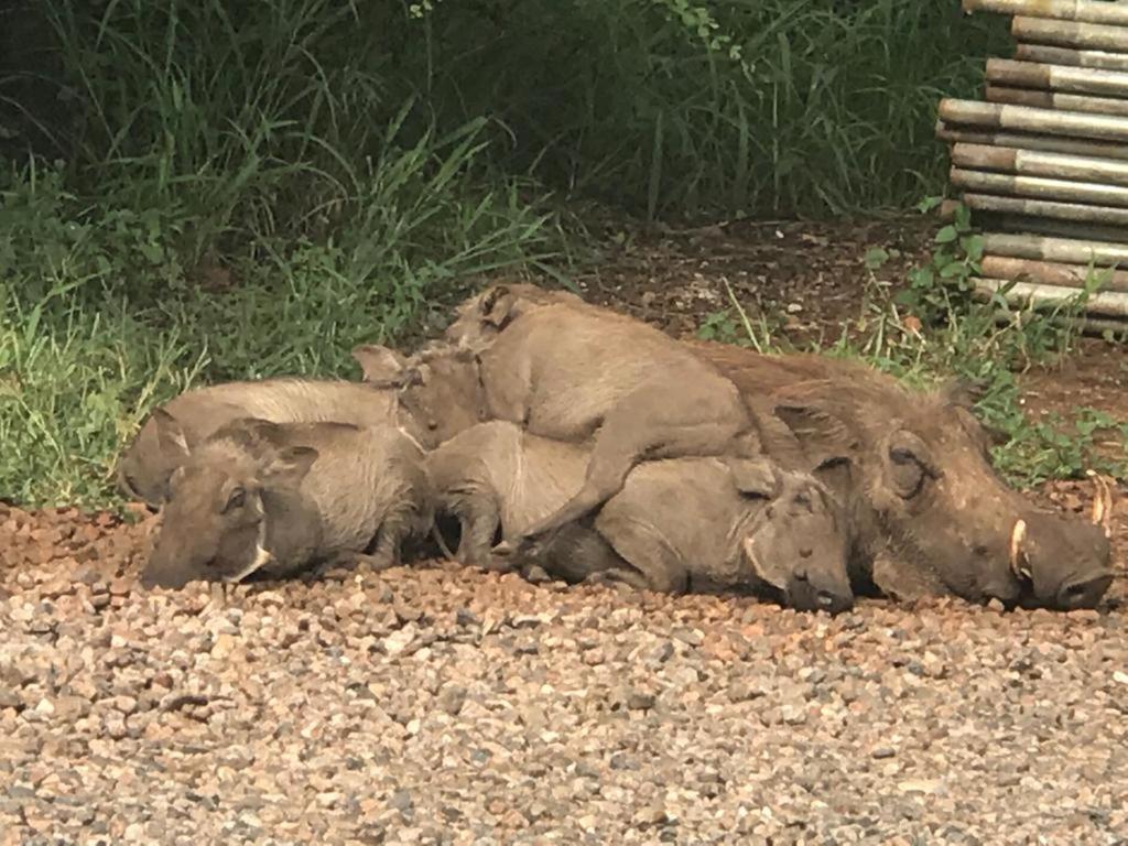 515 On Warthog By The River Marloth Park Buitenkant foto