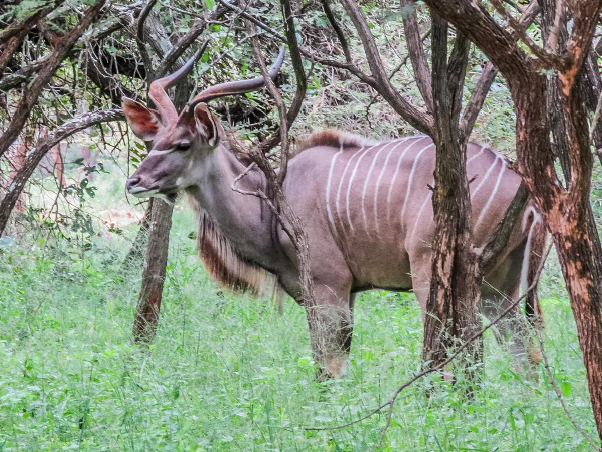 515 On Warthog By The River Marloth Park Buitenkant foto