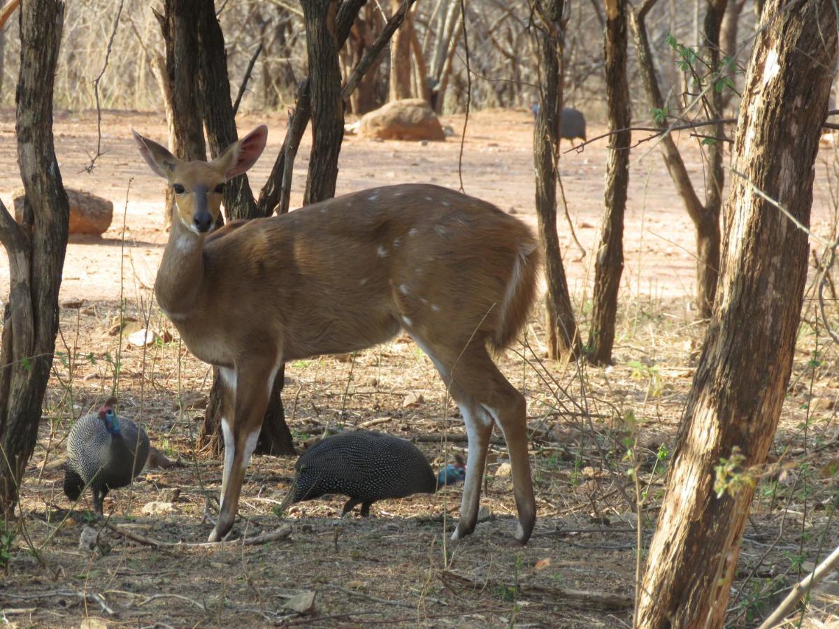 515 On Warthog By The River Marloth Park Buitenkant foto